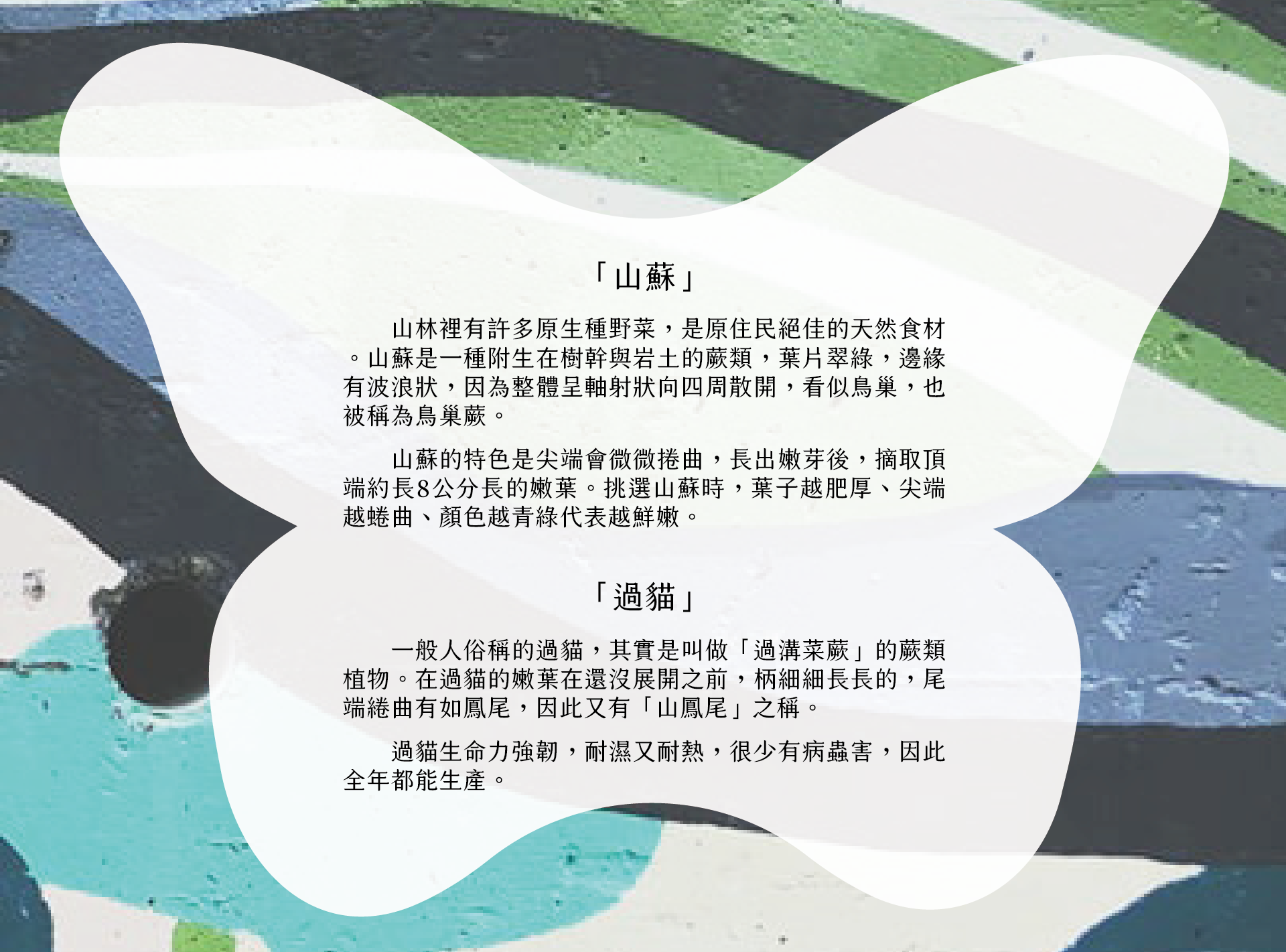 山蘇過貓